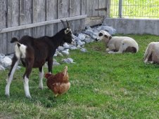 Tiere